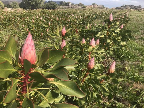 5 Bedroom Property for Sale in Piketberg Rural Western Cape
